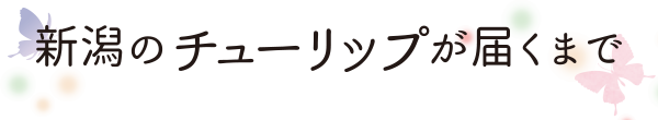 新潟のユリが届くまで