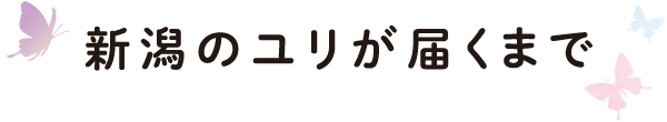 新潟のユリが届くまで