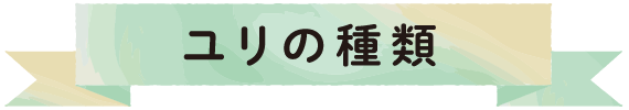 ユリの種類