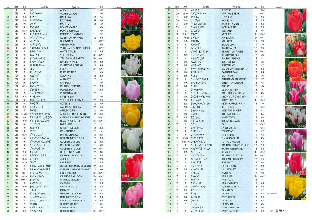 Tulip List 新潟県産チューリップ展示品種リスト を設置 新潟県花き振興協議会 花きを通じて 地域の産業の発展と 潤いのある社会の実現を目指して